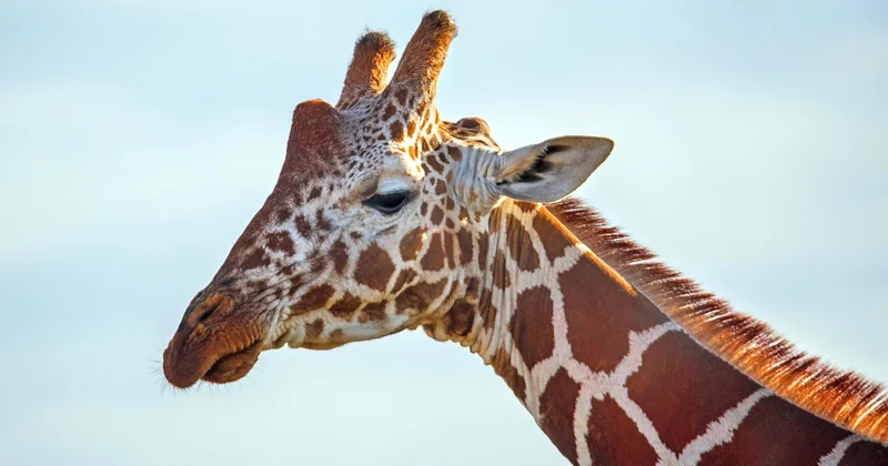 Comment comprendre une "tribu africaine" sans tomber dans le cliché