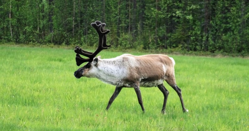 Où loger pas cher en Laponie finlandaise : nos astuces