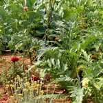 Le potage et jardin aromatique